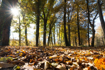 公园景观秋天色彩斑斓的叶子积极的大气