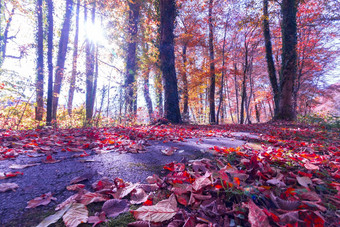 公园景观秋天色彩斑斓的叶子积极的<strong>大气</strong>