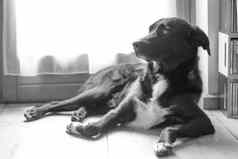 黑色的狗放松拉布拉多混合动力说谎木地板上放松