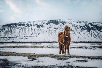 美丽的冰岛马