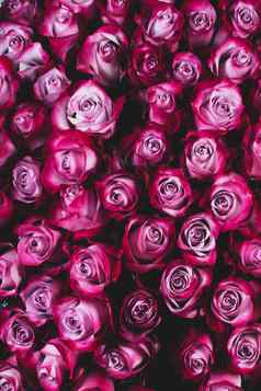 粉红色的玫瑰花背景
