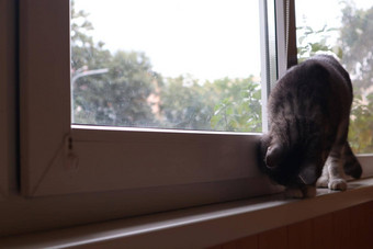 <strong>灰色的猫</strong>站窗台上窗口