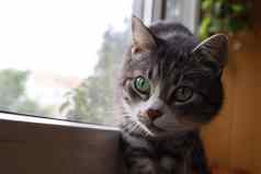 灰色的猫站窗台上窗口