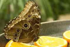 棕色（的）猫头鹰蝴蝶关闭翅膀