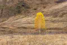 黄色的桦木树山坡上