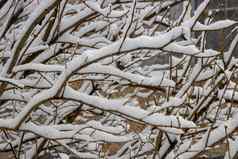 白雪覆盖的分支机构淡紫色布什降雪复制空间