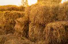 干稻草束桩堆放黄色的稻草包干草堆农场动物饲料农业副产品食物床上用品牛马家禽羊牲畜有堆栈动物饲料