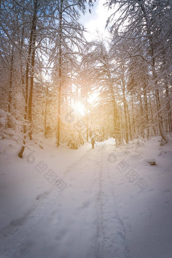 阳光明媚的冬天景观<strong>自然小径</strong>雪树阳光蓝色的天空