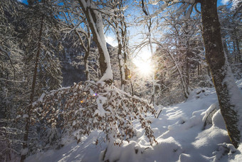 阳光明媚的<strong>冬天景观</strong>自然雪树荒野