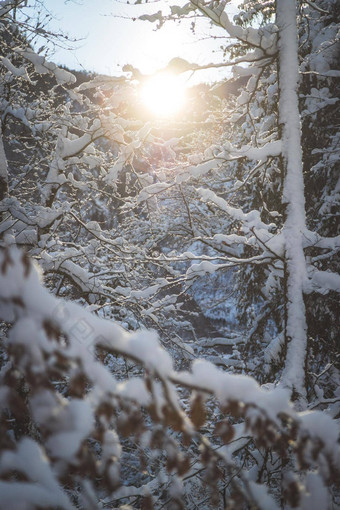 阳光明媚的<strong>冬天景观</strong>自然雪树荒野