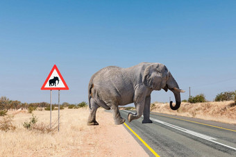 大象警告路标志复合照片