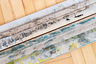 发霉的木木板关闭色彩斑斓的霉孢子室内