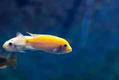 小黄色的鱼游泳黑暗大水族馆