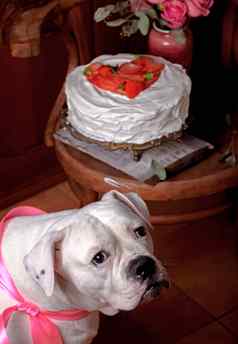 狗美国斗牛犬草莓蛋糕生奶油装饰薄荷叶子情人节一天