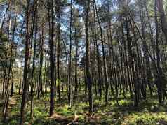 森林国家公园霍格Veluwe海尔德兰省