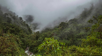 云森林秘鲁全景视图