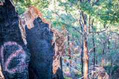 树树桩烧森林大火区域澳大利亚