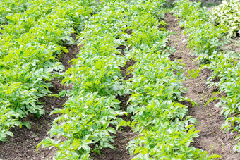 土豆植物床<strong>农场日出</strong>年轻的土豆植物日益增长的土壤土豆布什花园健康的年轻的土豆植物有机花园