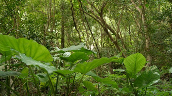 绿色植物丛林热带绿色植物日益增长的<strong>森林</strong>阳光明媚的一天自然神奇的风景热带雨林野生植被<strong>怪物</strong>藤本植物深热带<strong>森林</strong>无人机视图