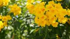 美丽的黄色的花束分支机构布什自然花背景春天情绪阳光明媚的明亮的对比颜色热带异国情调的植物绿色叶子天堂