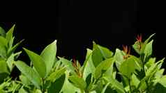 绿色植物日益增长的种植园植物绿色叶子日益增长的种植园黑色的背景