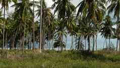 棕榈树海滨椰子棕榈树绿色草海滩泰国阳光明媚的一天种植园热带天堂异国情调的国家生态系统干扰森林砍伐