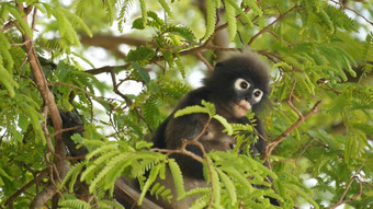 可爱的戴了眼镜的叶长微暗的猴子树分支在绿色叶子这丁字裤国家公园自然栖息地野生动物濒临灭绝的物种动物环境保护概念