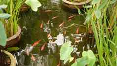 自然绿色植物背景充满活力的色彩斑斓的日本锦 鲤鲤鱼鱼游泳传统的花园湖池塘中国人花俏的鲤鱼水表面东方符号《财富》杂志好运气