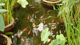 自然绿色植物背景充满活力的色彩斑斓的日本锦 鲤鲤鱼鱼游泳传统的花园湖池塘中国人花俏的鲤鱼水表面东方符号《财富》杂志好运气