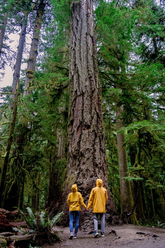 <strong>温哥华</strong>岛加拿大大教堂格罗夫公园<strong>温哥华</strong>岛加拿大森林巨大的道格拉斯树人黄色的雨夹克雨外套热带雨林巨大的森林