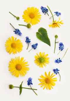花作文轮框架使黄色的蓝色的花桉树分支机构白色背景