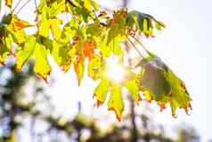 泛黄的枯萎叶子枫木树秋天季节概念