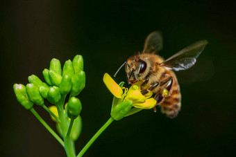 图像蜜蜂蜜蜂花收集花蜜金蜜蜂花花粉空间模糊背景文本昆虫动物
