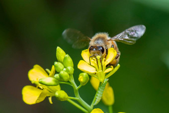 图像<strong>蜜蜂蜜蜂</strong>花收集花蜜金<strong>蜜蜂</strong>花花粉空间模糊背景文本昆虫动物