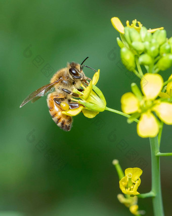 图像蜜蜂蜜蜂花收集花蜜金蜜蜂花花粉空间模糊背景文本昆虫动物