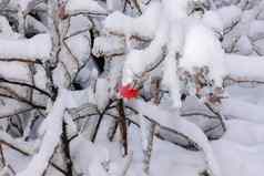 重冰冷的分支机构树冬天红色的苹果