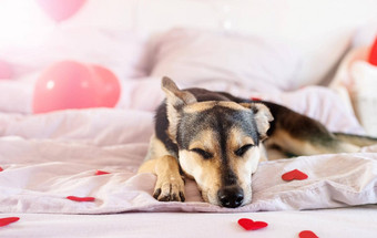 小狗装饰情人节一天床上红色的baloons