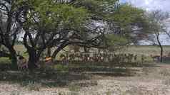 羚羊萨凡纳中央喀拉哈里沙漠游戏储备