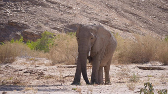 孤独的大象放牧干hoanib河床