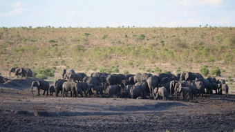 大群非洲布什大象水潭