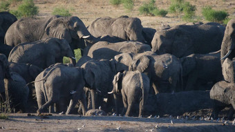 大群非洲布什大象水潭