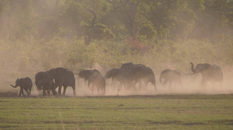 群非洲布什大象运行