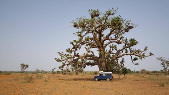 车站Baobab树