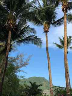 棕榈树普吉岛