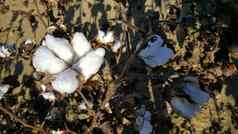 成熟的棉花花