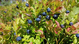 蓝莓盖郎厄尔<strong>峡湾</strong>国家公园