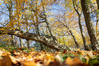 森林景观秋天色彩斑斓的叶子阳光积极的<strong>大气</strong>