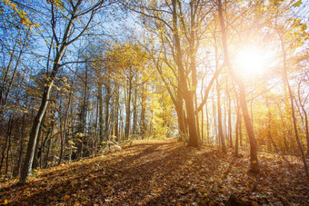 森林景观秋天色彩斑斓的叶子阳光积极的大气