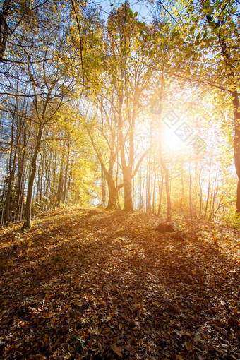 森林景观秋天色彩斑斓的叶子阳光积极的大气