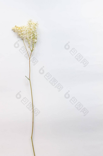 分支野生植物白色背景极简主义风格